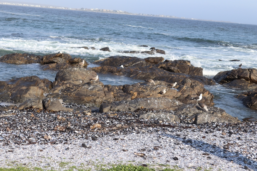 0 Bedroom Property for Sale in Shelley Point Western Cape